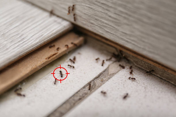 Best Flea Control Services  in Ladera Heights, CA