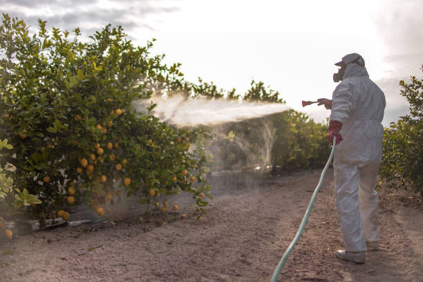 Best Emergency Pest Control  in Ladera Heights, CA