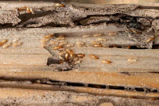 Pest Prevention Services in Ladera Heights, CA