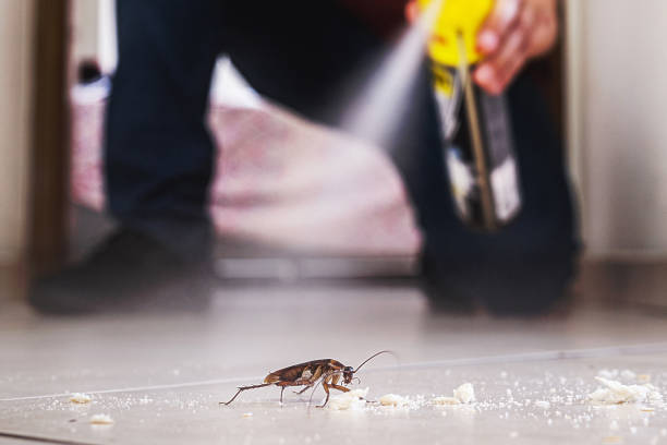 Best Best Pest Control Companies  in Ladera Heights, CA